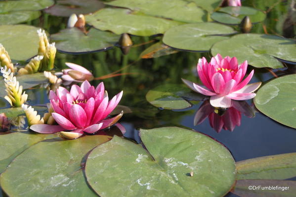 Water lilies, Mission San Juan Capistrano, California