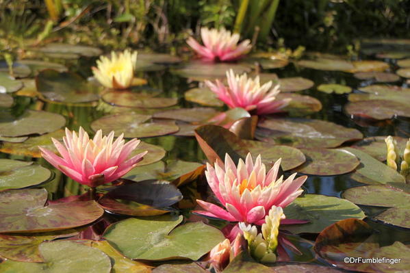 Water lilies, Mission San Juan Capistrano, California