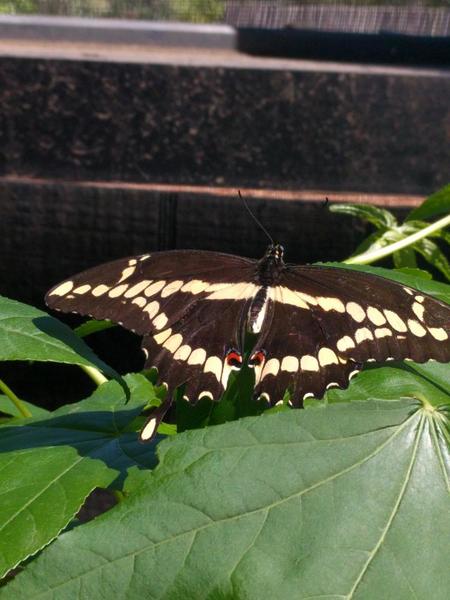 Huntsville Botanical Garden