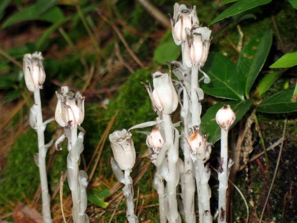 Indian Pipe, RCNWF