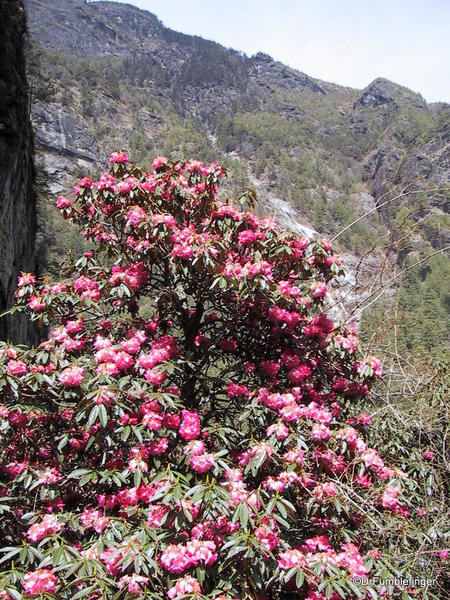 Rhododendron tree, near Namche Bazaar