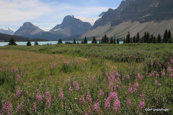 Fireweed, Banff National Park