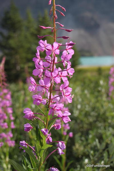 Fireweed, Banff National Park