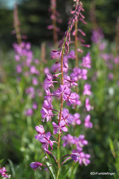 Fireweed, Banff National Park