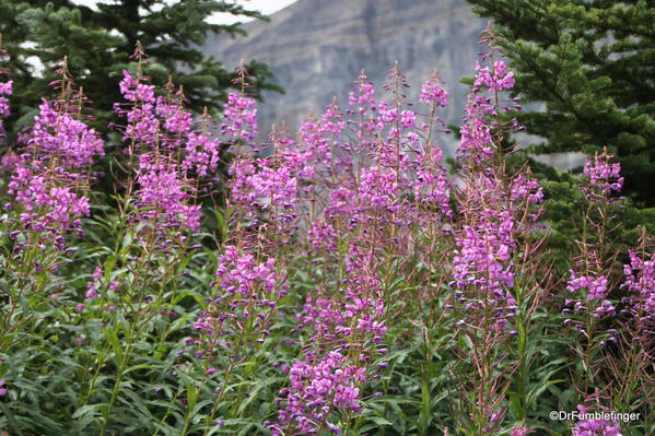 Fireweed, Banff National Park