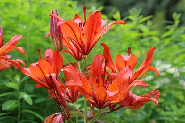 Jensen-Olsen Arboretum 8