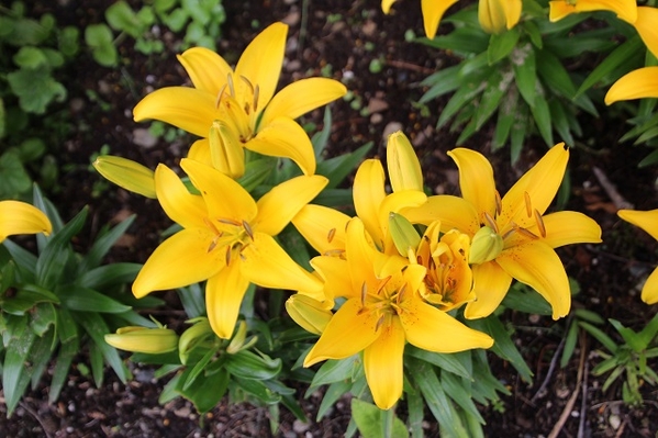 Jensen-Olsen Arboretum 3