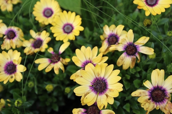 Jensen-Olsen Arboretum 4