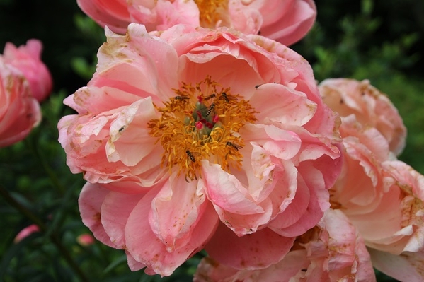 Jensen-Olsen Arboretum 5