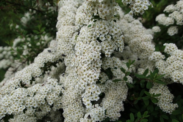 Jensen-Olsen Arboretum 6