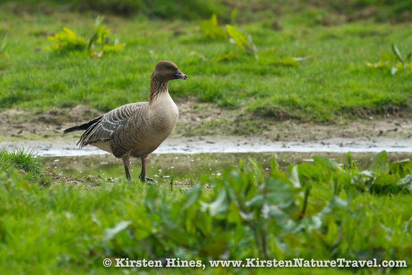 KHines_Holkham-2