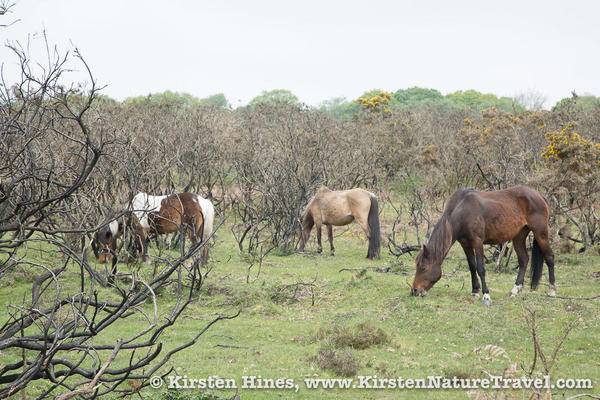 KHines_NewForest