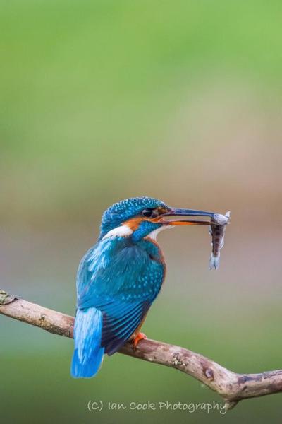 Kingfisher female