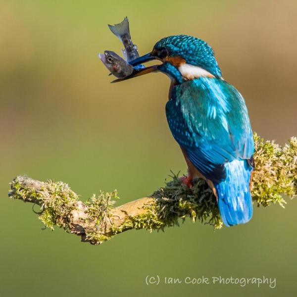 Kingfisher female 2