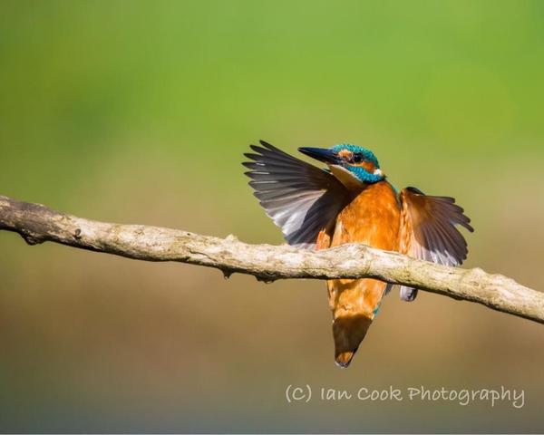 Kingfisher male 4