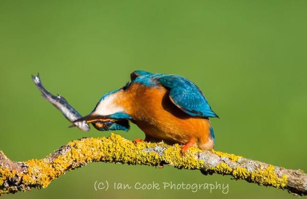 Kingfisher male stunning fish