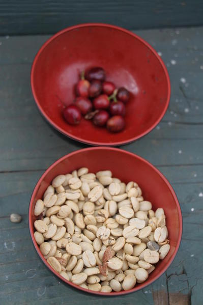 Coffee cherries (top) and beans (bottom)