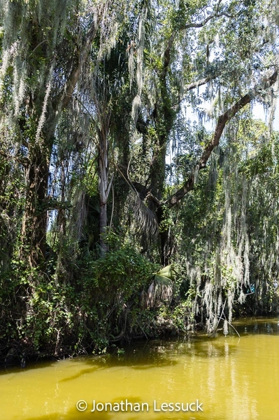 Lake Dora-8