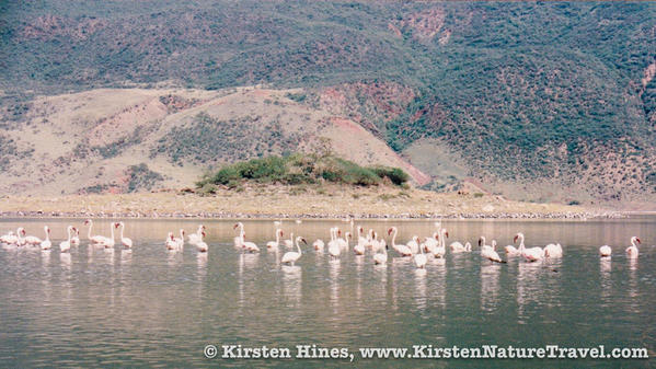 LakeBogoria_blog