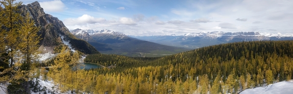 Larches in fall, Arnica and Twin Lakes, near Banff, AB