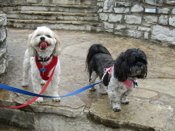 Laumeier Sculpture Park - Dogs