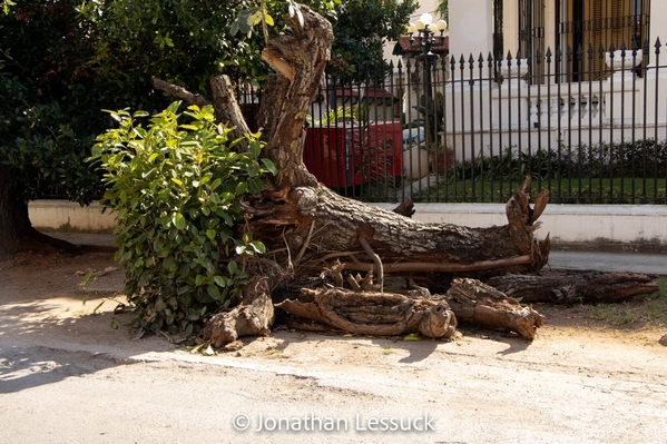 Lessuck - Old Havana-5