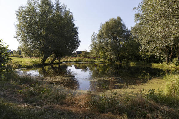 Lezenice Pond