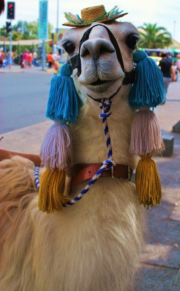 Llama Santiago