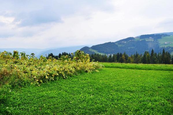 Lobis Hof Sunflower Field