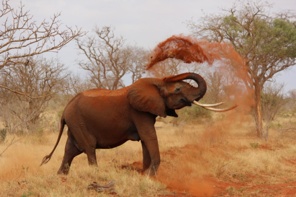 Madikwe Game Reserve