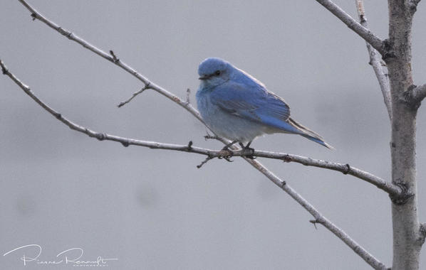 Male Mountain Bluefird