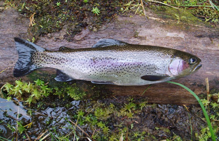 Mono Hot Springs-Trout