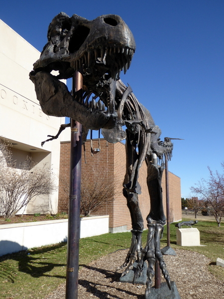 Museum of the Rockies, Bozeman (7)