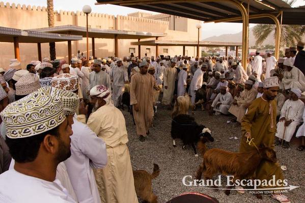 Oman-GoatMarket-106