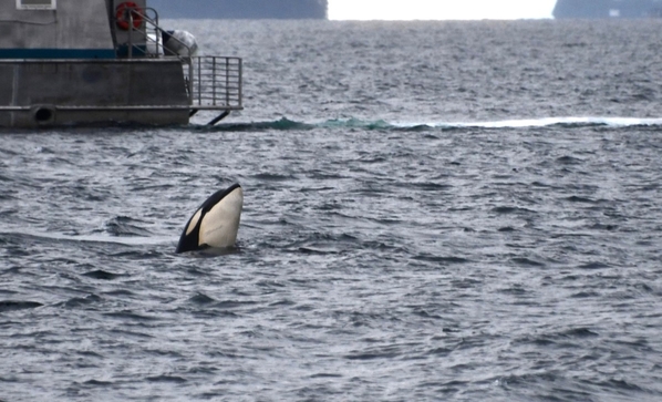 Orca as seen on the whale-watching cruise.