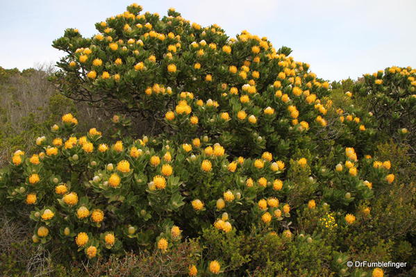 Protea, Cape Point, South Africa