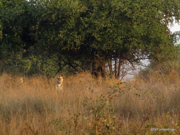 Panna Tiger Reserve (22)