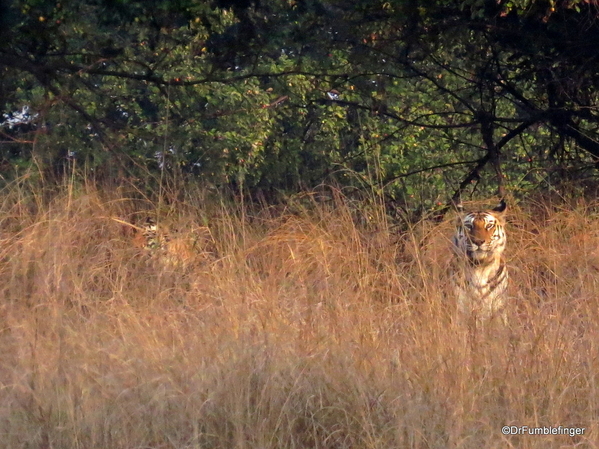 Panna Tiger Reserve (25)