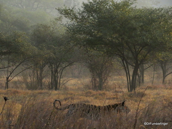 Panna Tiger Reserve (57)