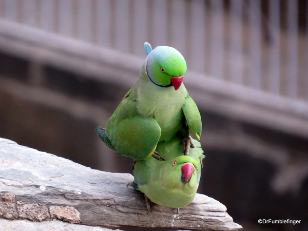 Parakeets, Rajasthan (4)