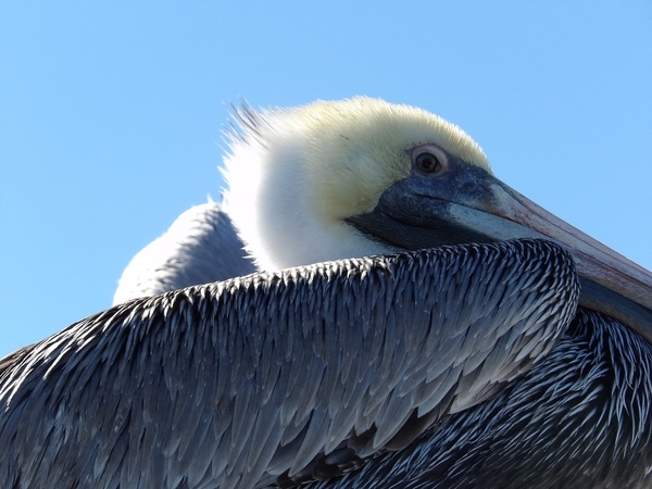 Pelican