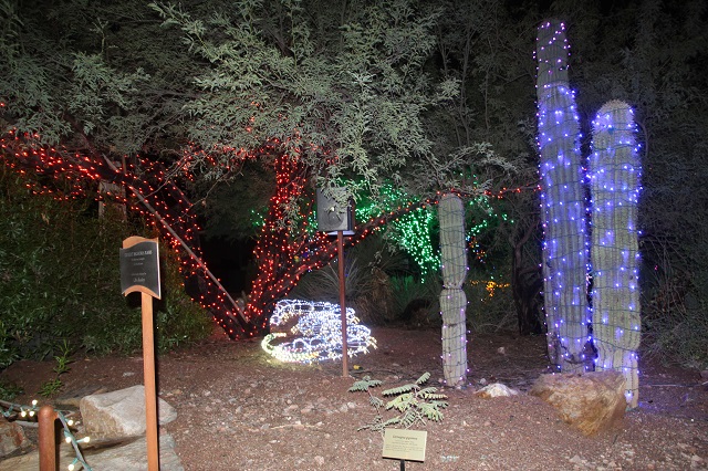 Phoenix Zoo Lights - Cactus