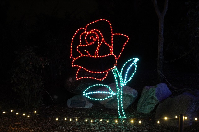 Phoenix Zoo Lights - Rose