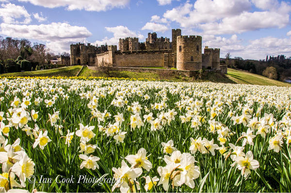 Photo 03-11-2015, 14 15 07 Alnwick Castle in the spring