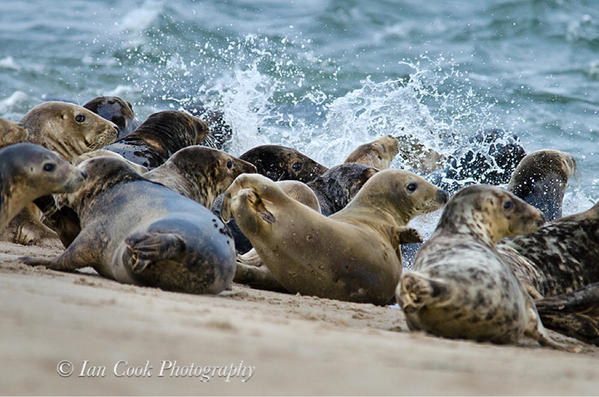 Grey seals from Lindisfarne National Nature Reserve, U.K.