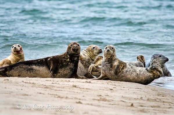 Grey seals from Lindisfarne National Nature Reserve, U.K.