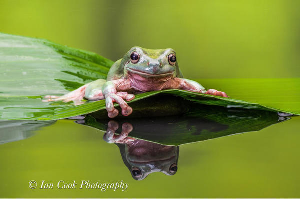 Whites Tree Frog