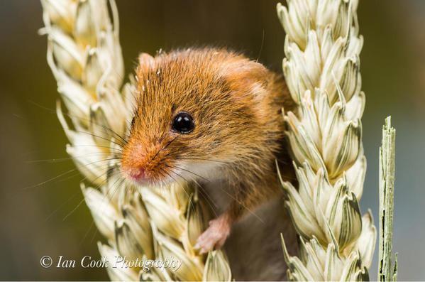 Harvest Mouse