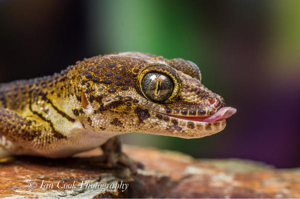 Madagascan ground Geko