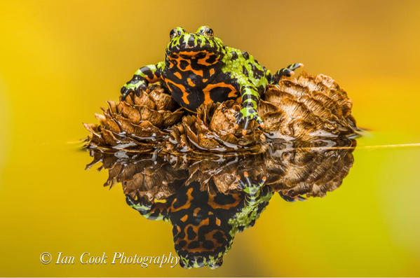 Fire Bellied Toad